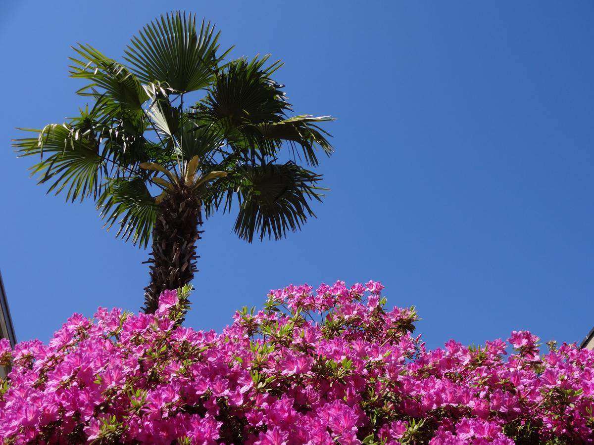 Residenza Paradiso Di Vacanze Minusio Exteriér fotografie